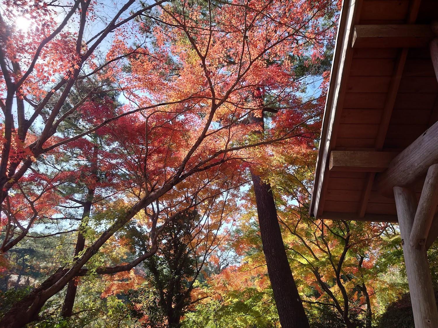 Cover Image for 野岳湖公園キャンプ場中央サイト