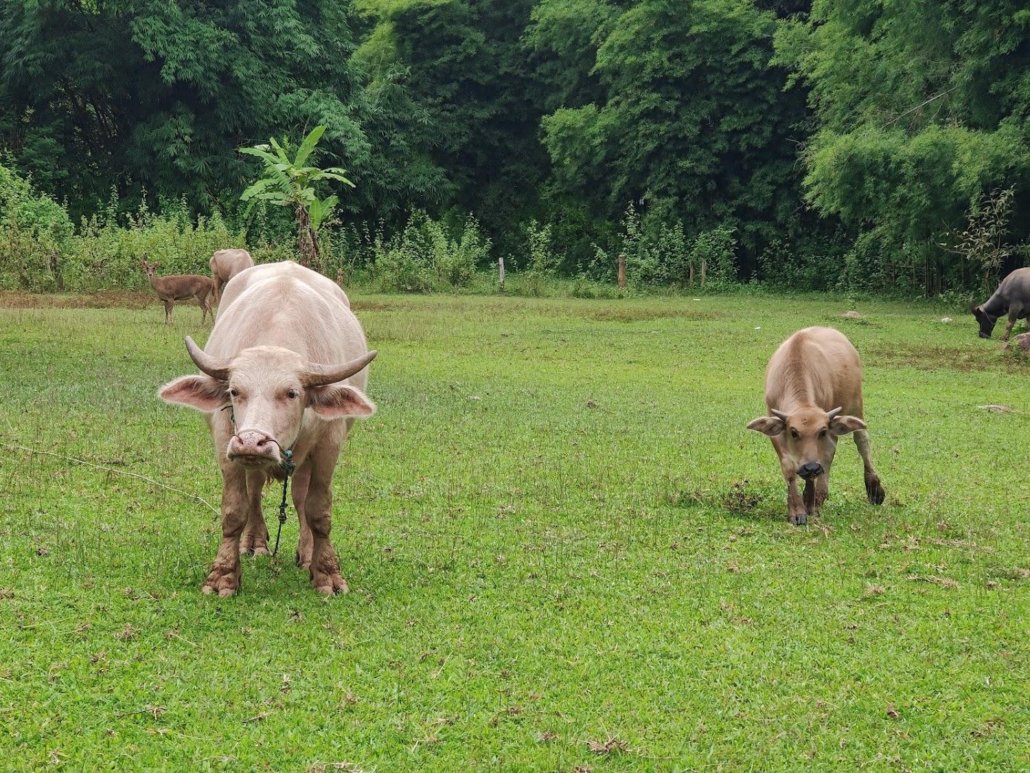 Cover Image for Thung Dong Farm