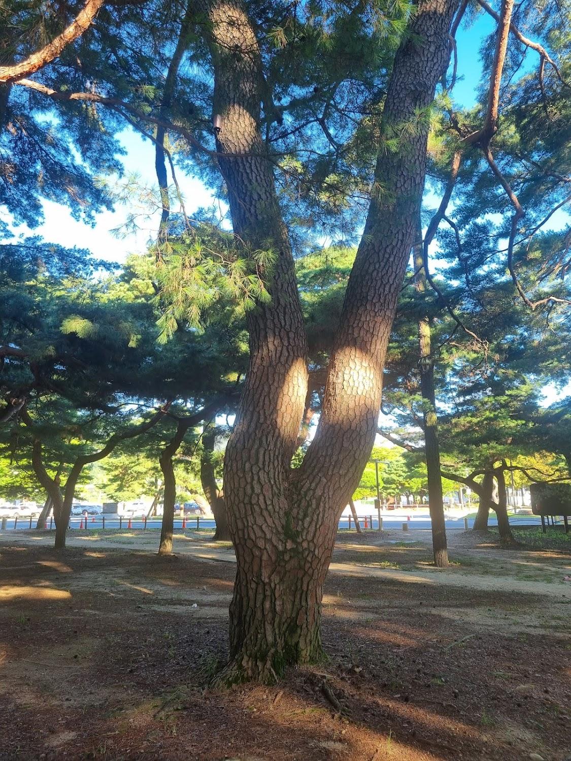 Cover Image for 솔무인모텔