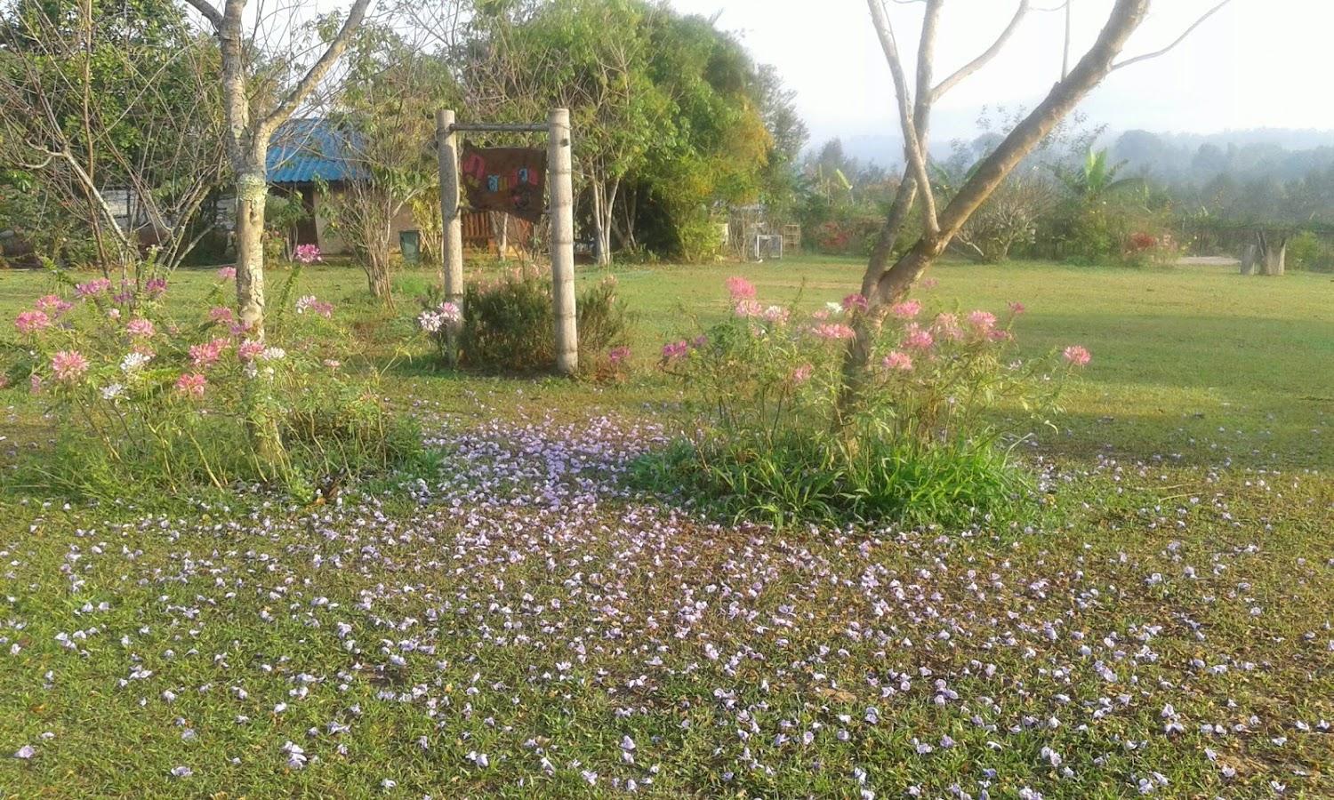 Cover Image for ภูสนสวย