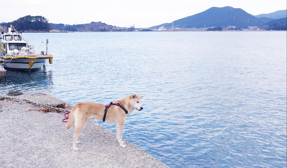 Cover Image for 하니스파펜션