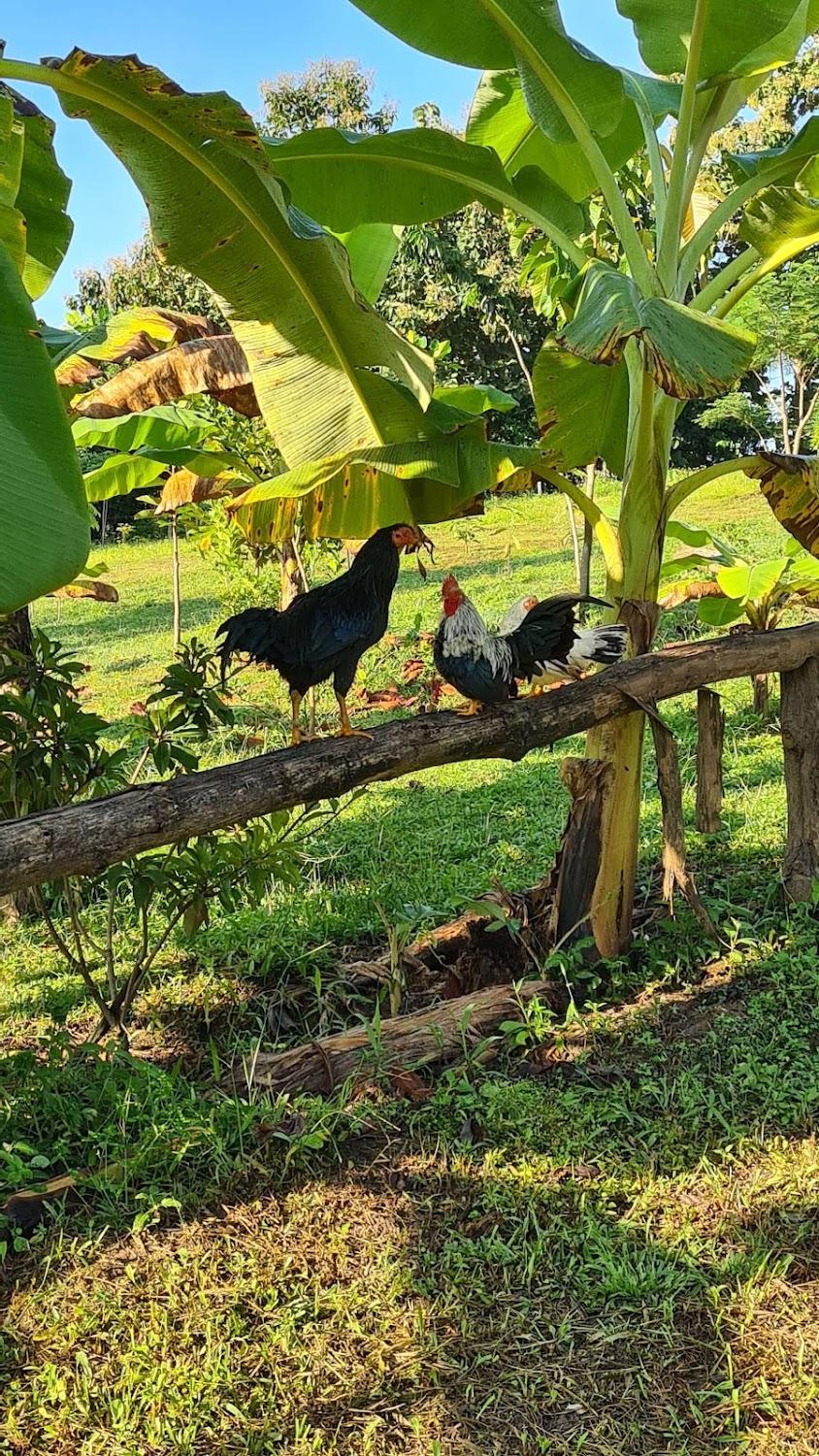 Cover Image for True Nature Chiang Mai - Yoga & Meditation Homestay Retreat