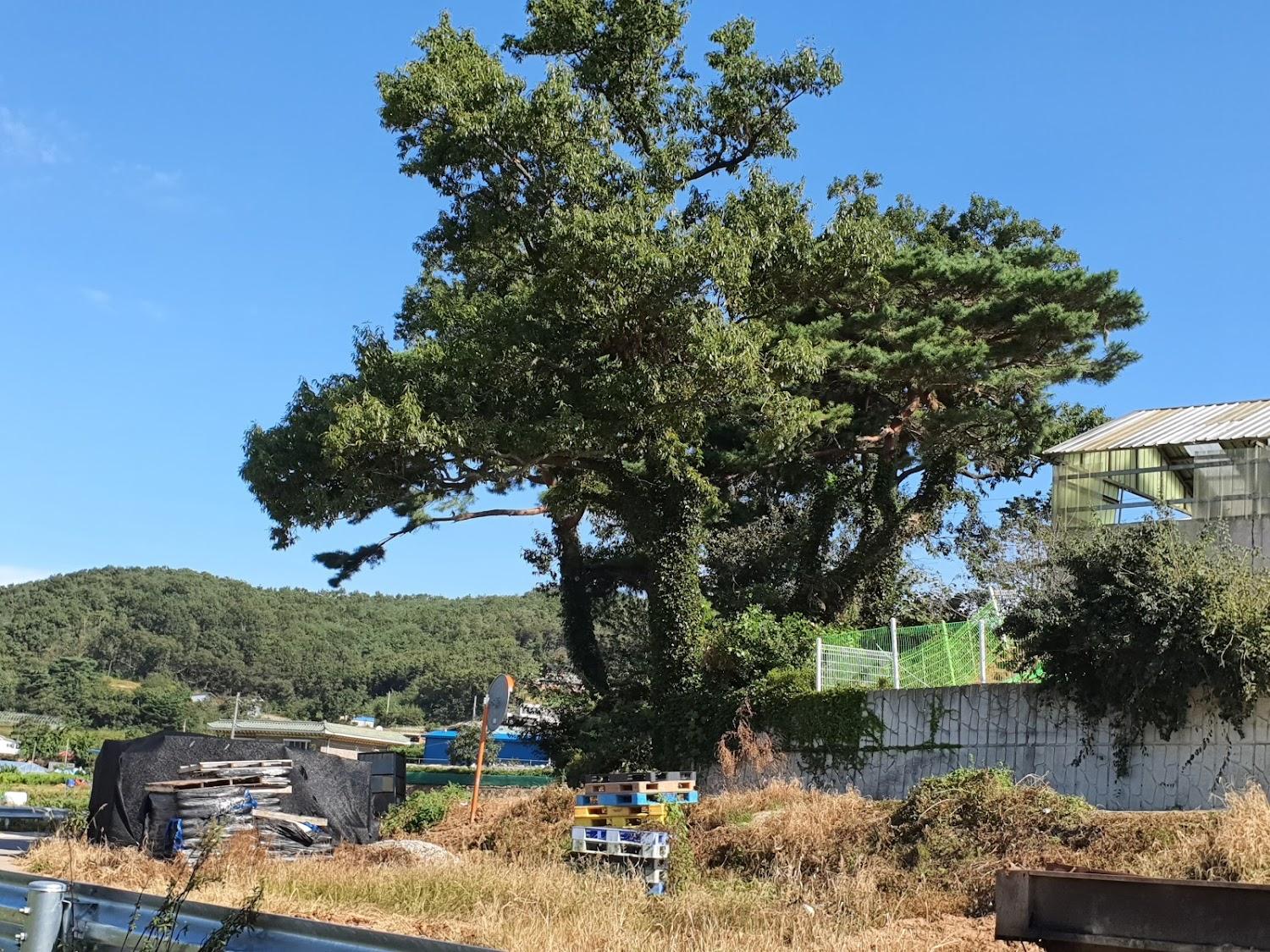 Cover Image for Ganghwado Maison Stella Pension