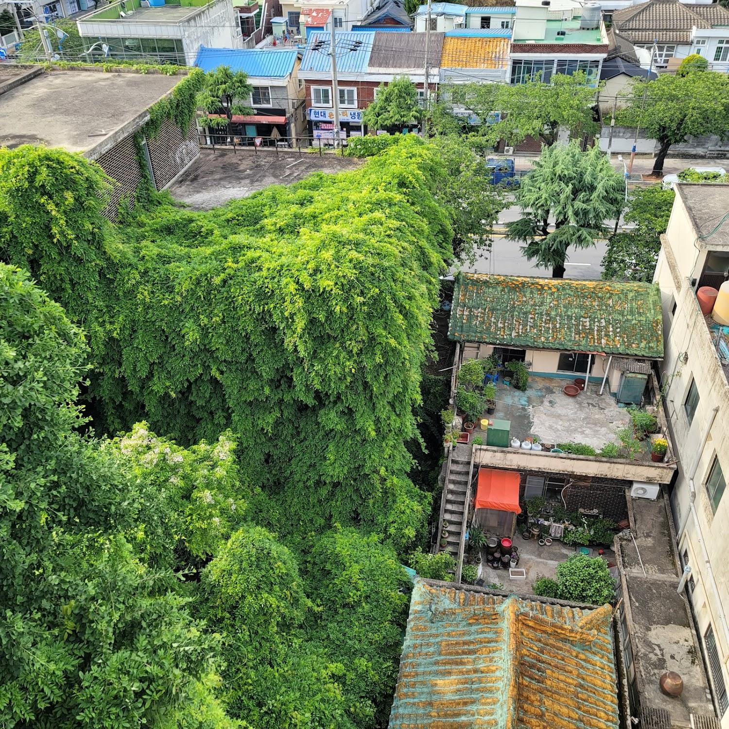 Cover Image for Halu