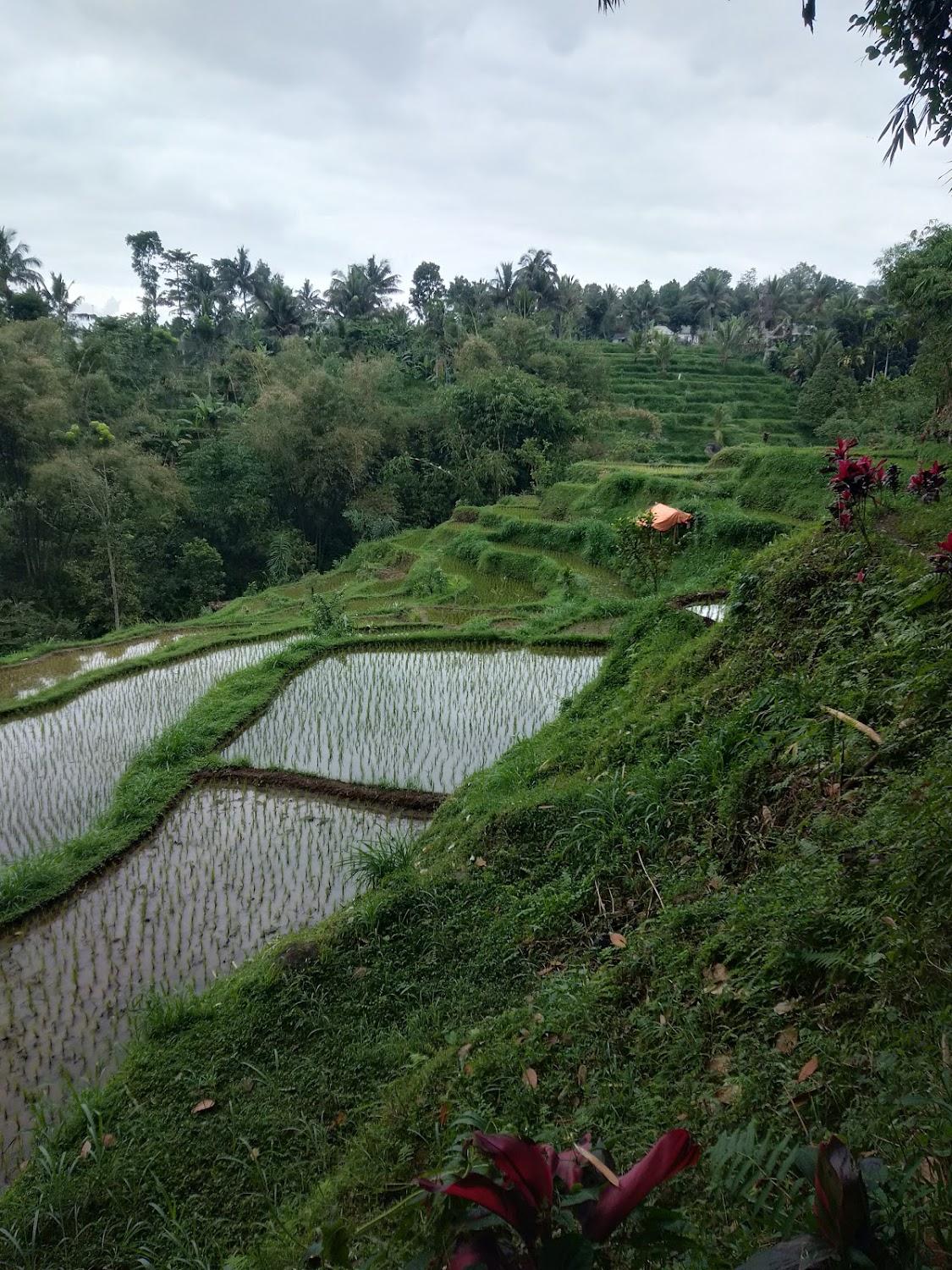 Cover Image for Tetebatu Trekking Homestay