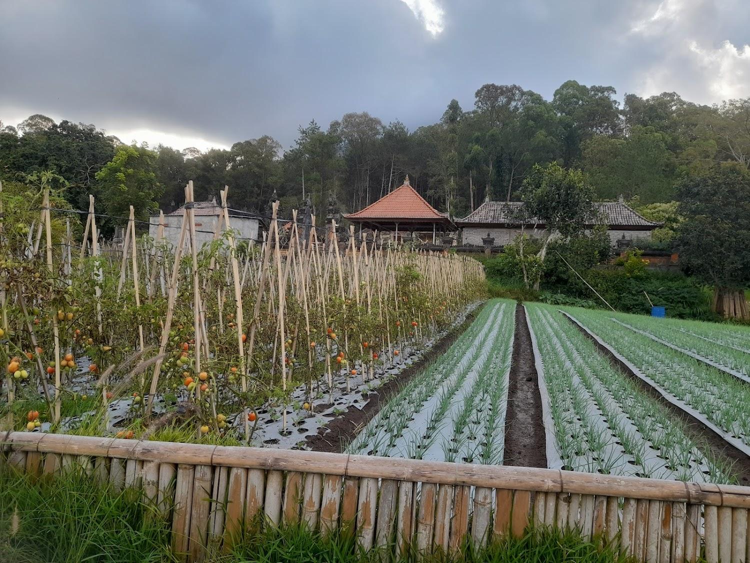Cover Image for Tampurhyang view
