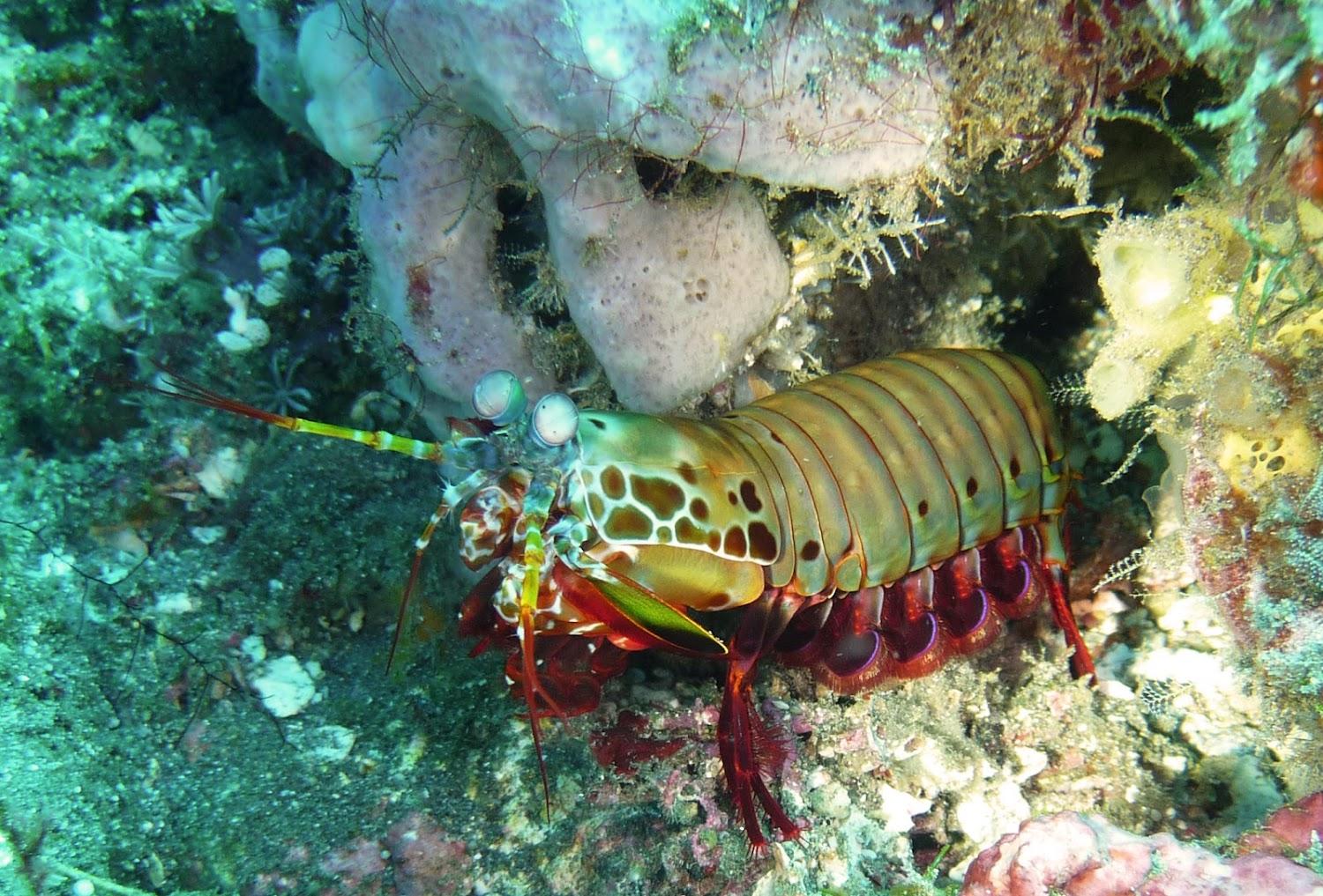 Cover Image for Bali villa coral