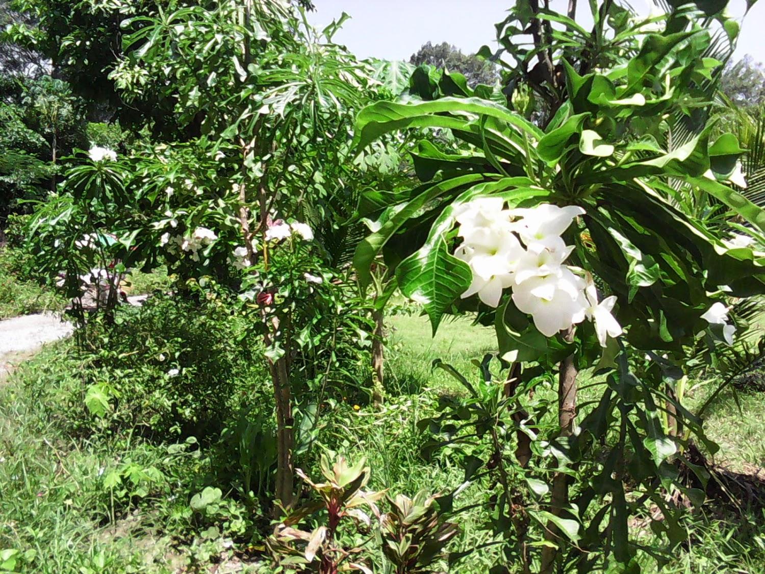 Cover Image for ภูนรา รีสอร์ท