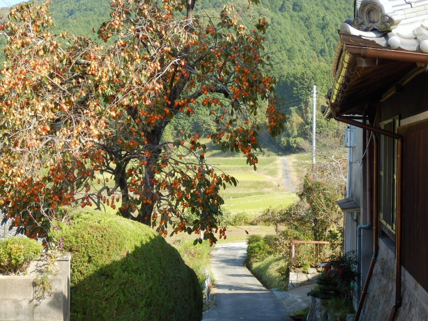 Cover Image for Hyakuyo-so