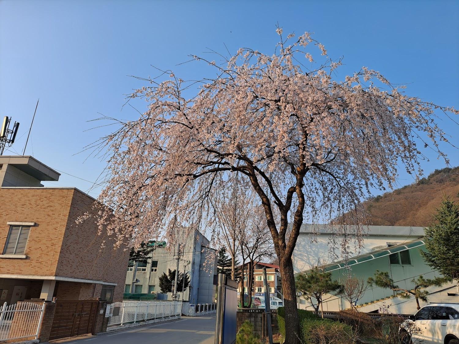 Cover Image for 다솜펜션