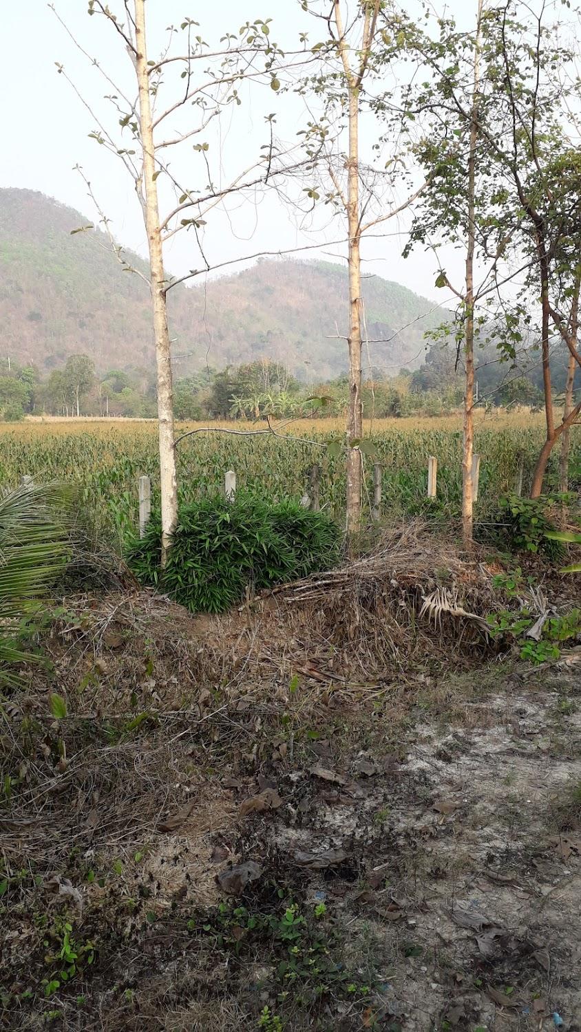 Cover Image for Ruan Kluaymai Resort