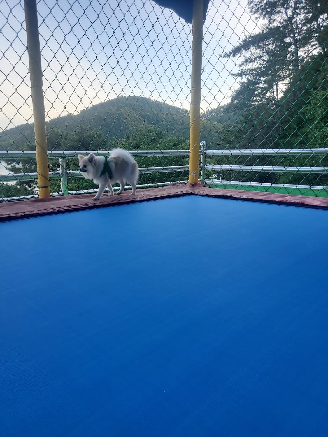 Cover Image for Jangmok Hawaii Pension in Geoje Island (Ocean View, Companion Dogs)
