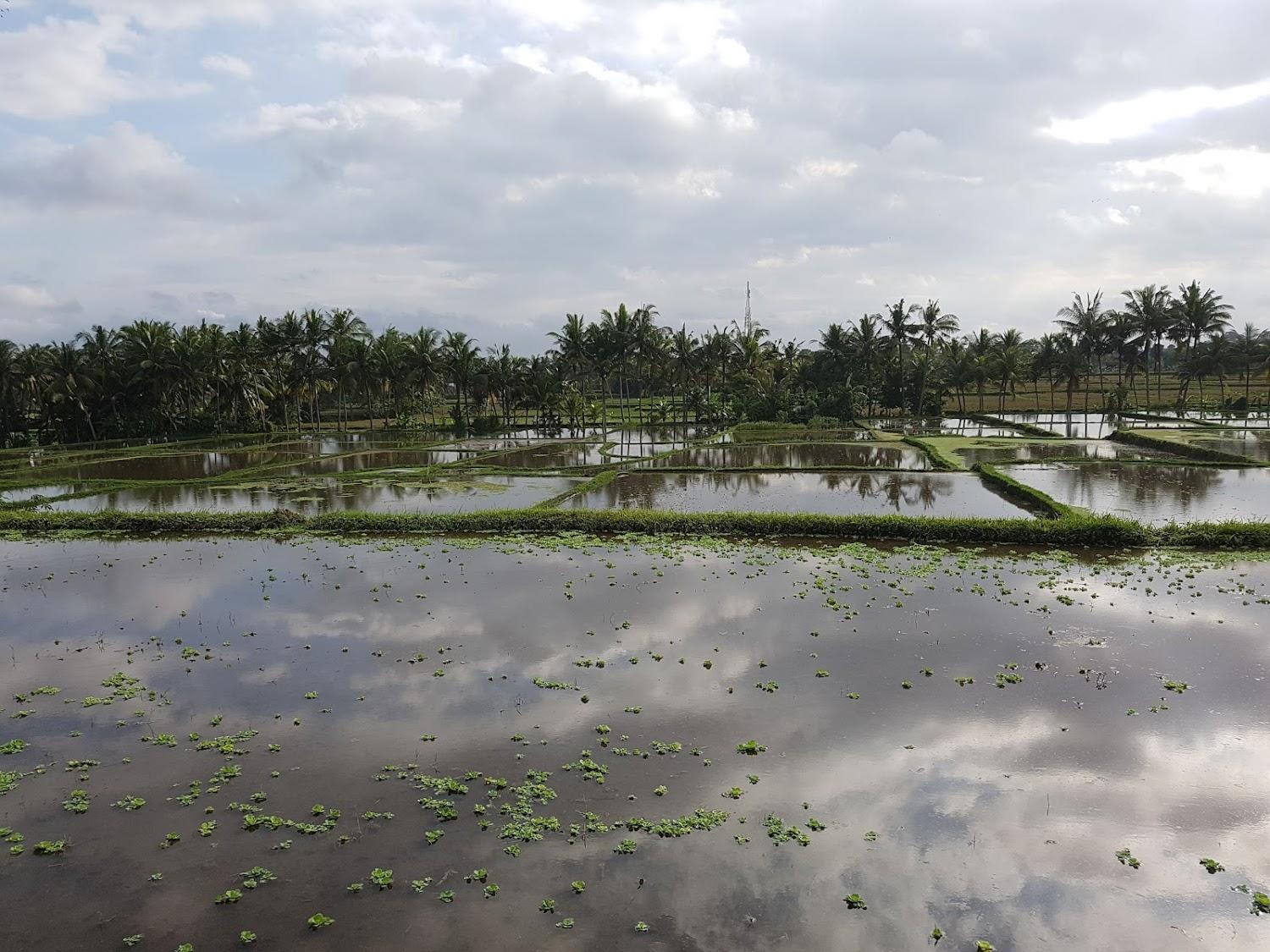 Cover Image for Pondok Mahardika