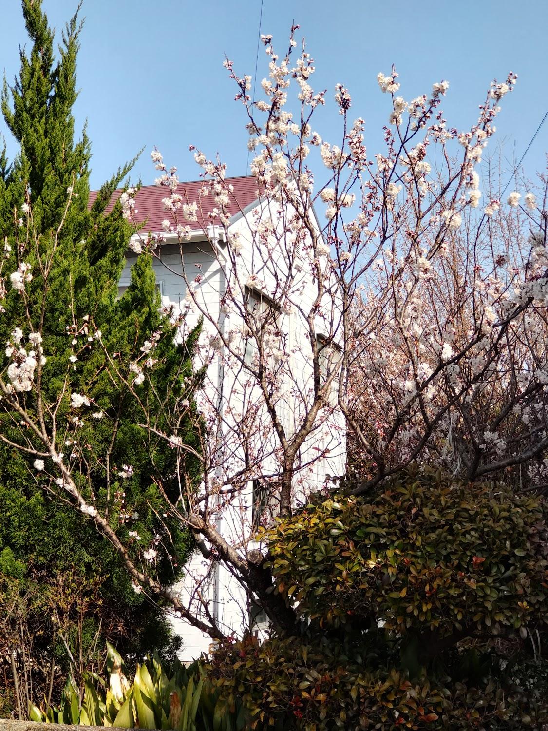 Cover Image for Komeya Hotel