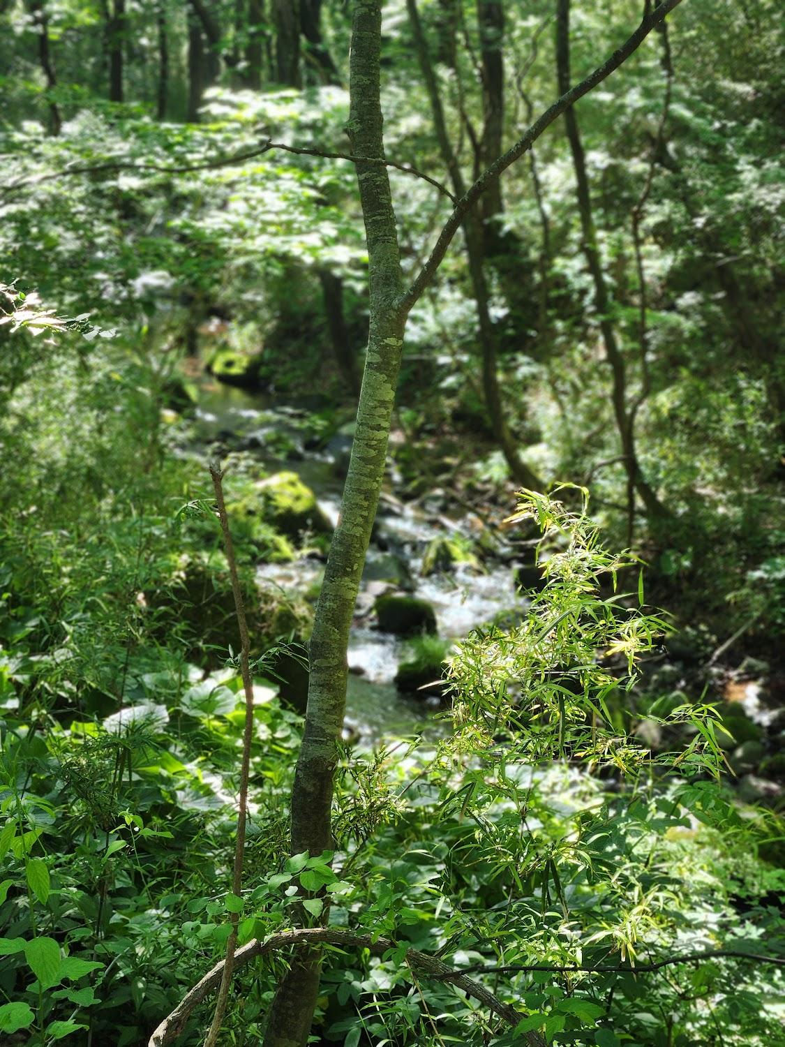 Cover Image for ペンションひみつ基地