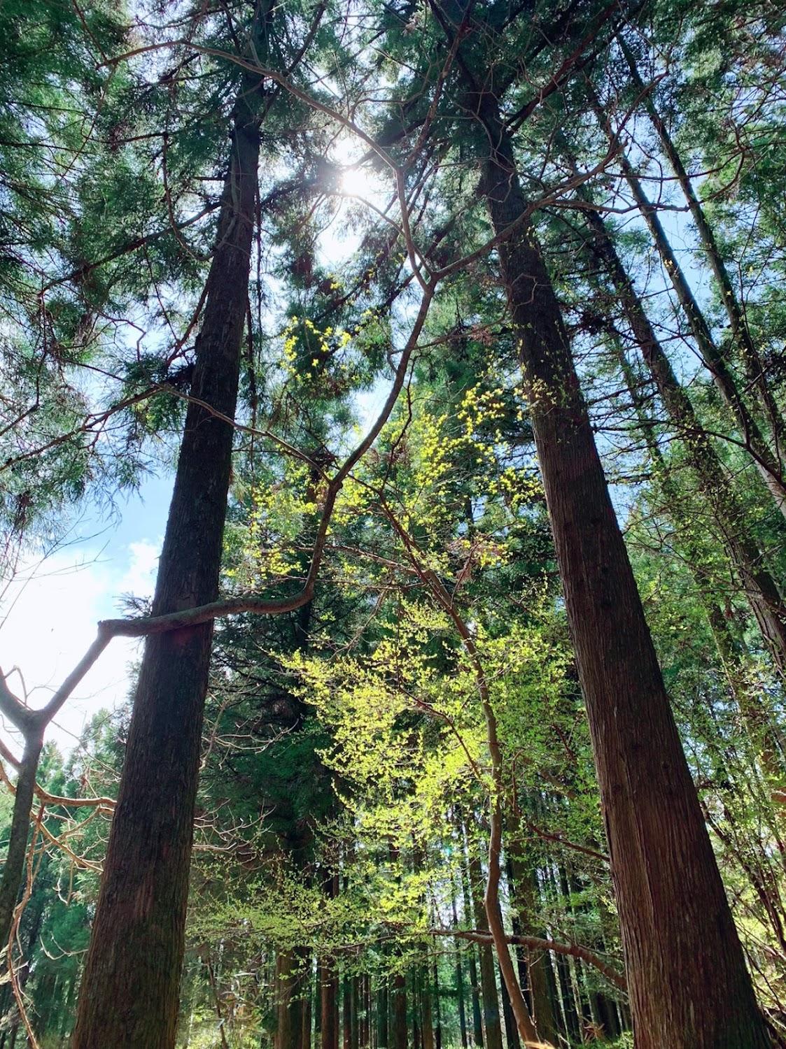 Cover Image for 富士オートキャンプ場 ふもと村