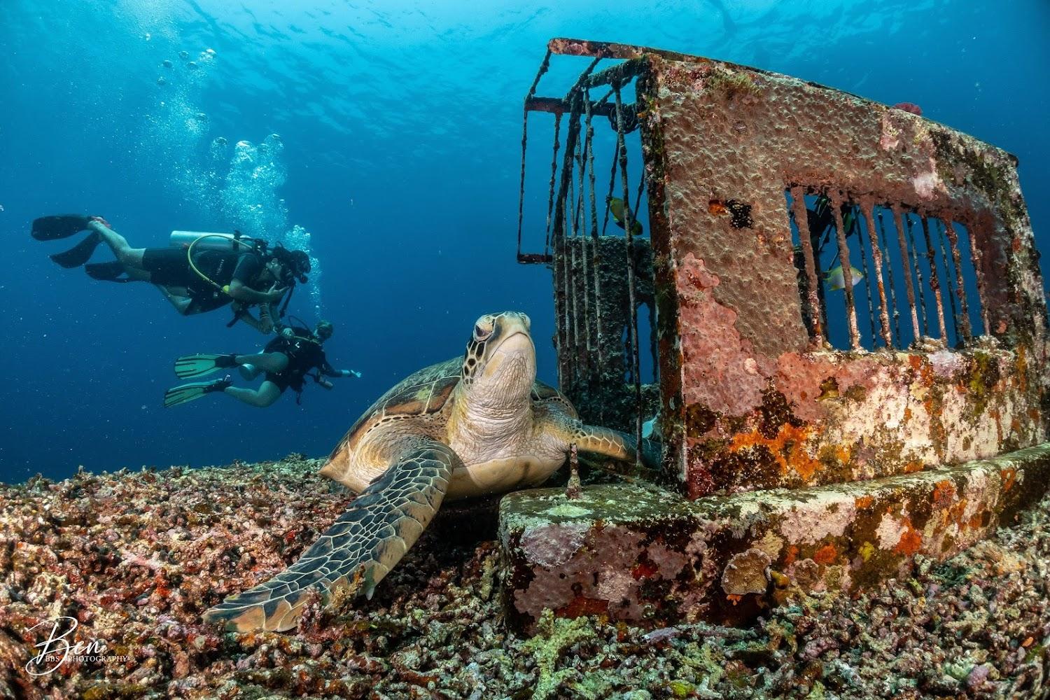 Cover Image for Blue Marlin Dive Gili Trawangan - Scuba Diving Resort