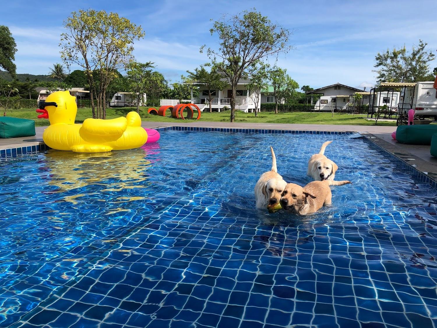 Cover Image for For Paws Dog Camp