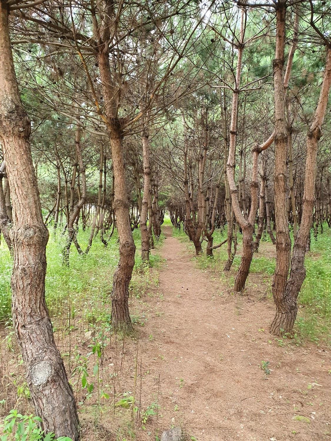 Cover Image for 가온 휴양 빌리지