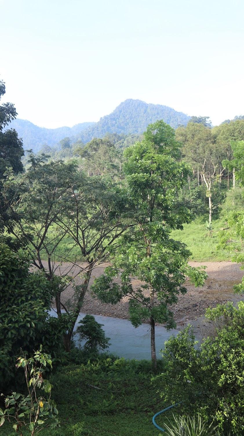 Cover Image for Batu Kapal Jungles