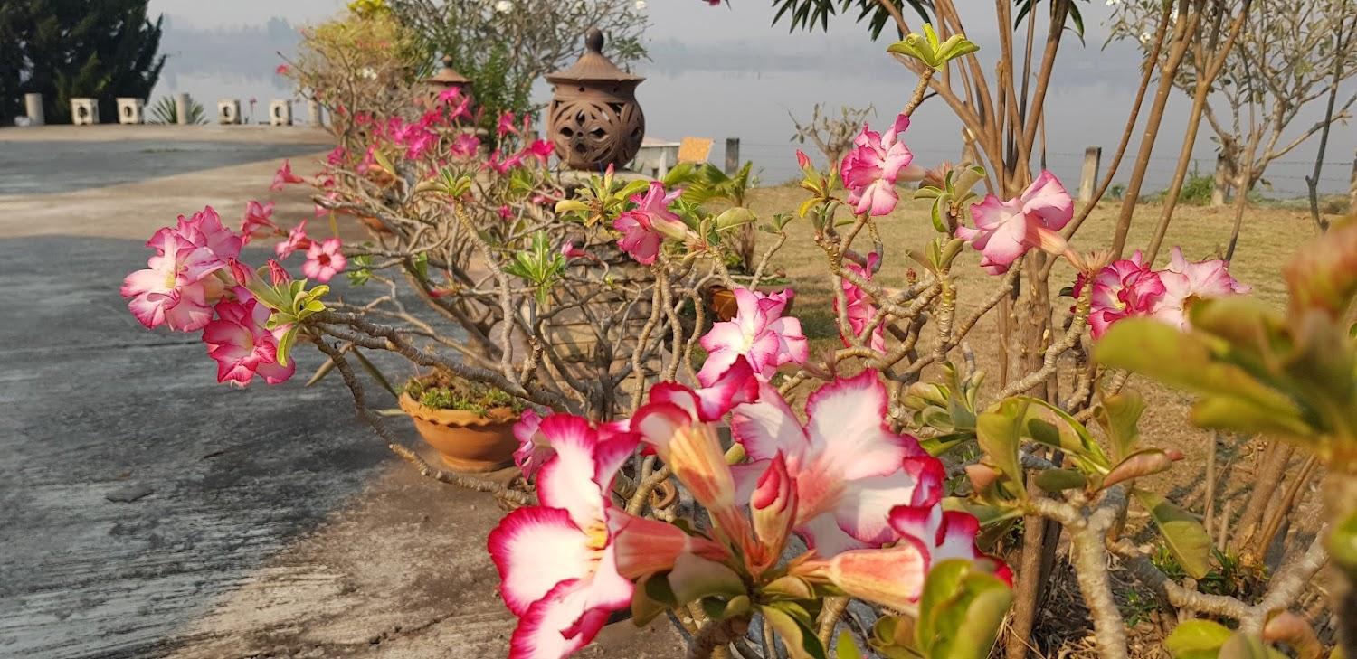 Cover Image for ภูน้ำฟ้า รีสอร์ท อำเภอภูกระดึง