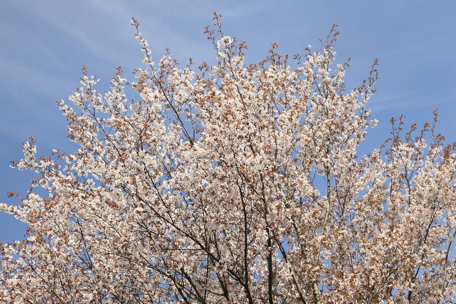 Cover Image for Asonoshiki
