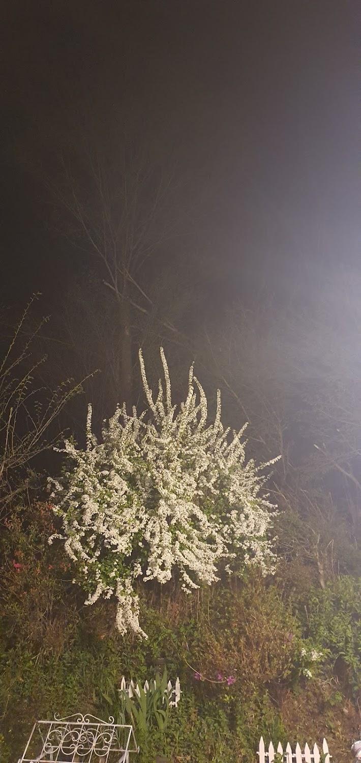 Cover Image for Pensions under a juniper tree autumnal