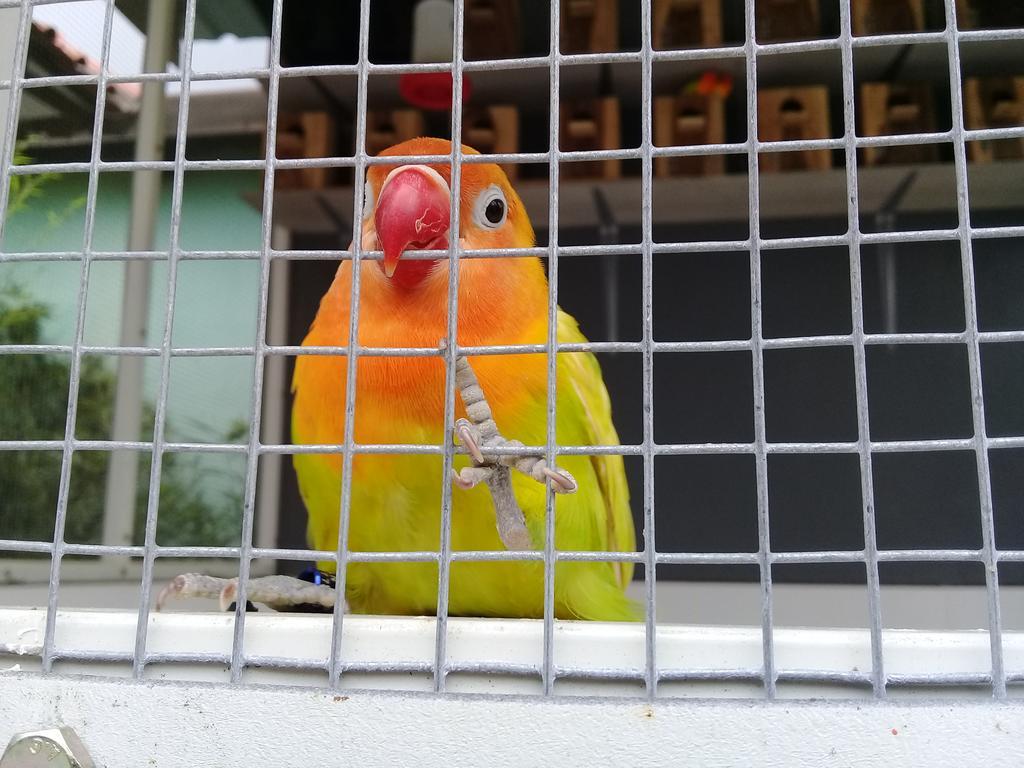 Cover Image for Wisma LoveBird