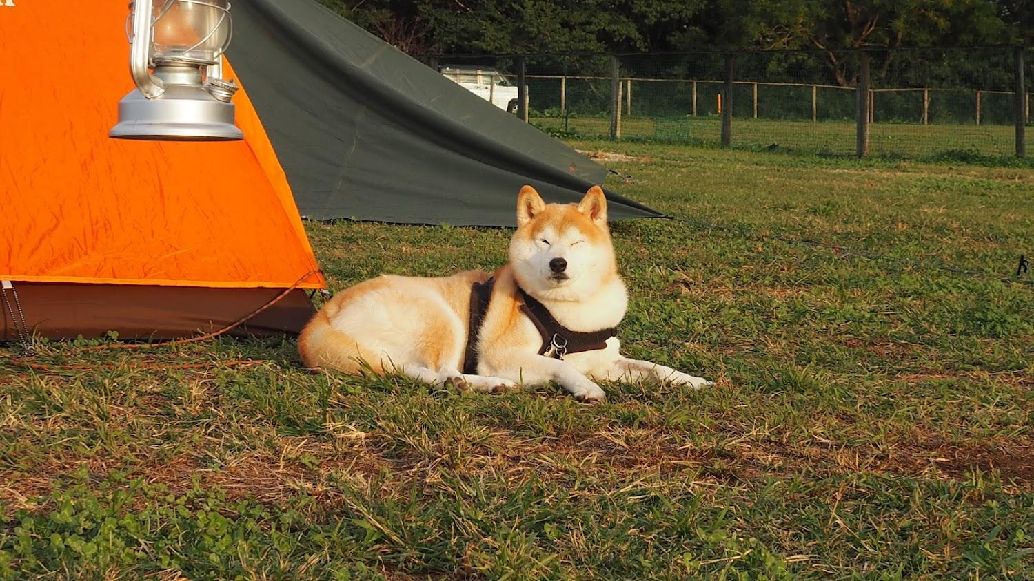Cover Image for Forest Ranch Auto Campground