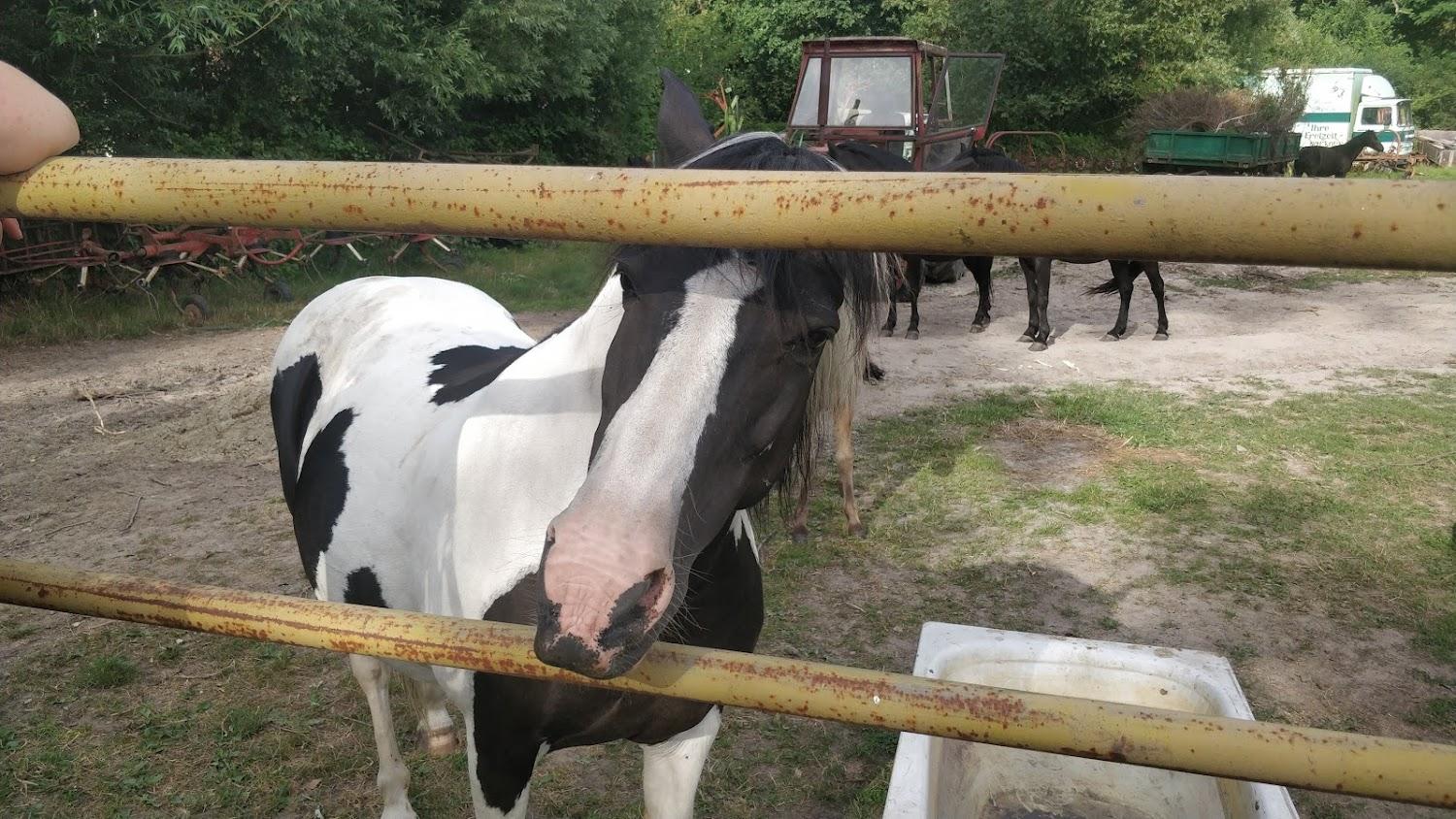Cover Image for Ponyfarm & Gestüt Die Pfalz