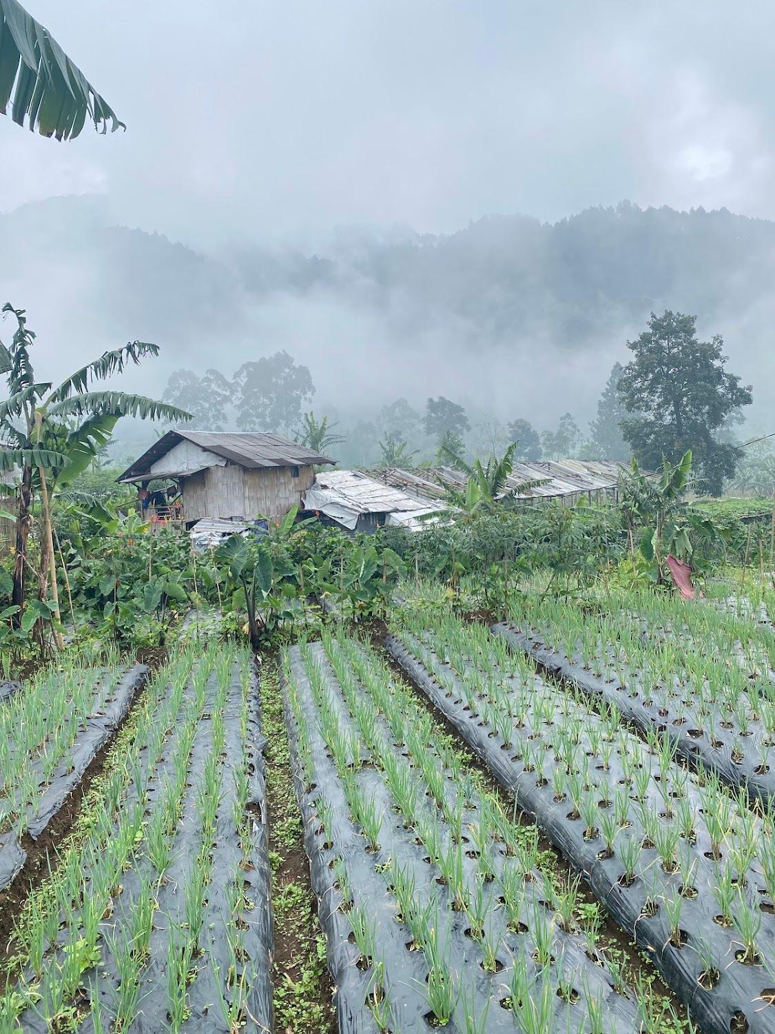 Cover Image for Cerry Mountain Guci