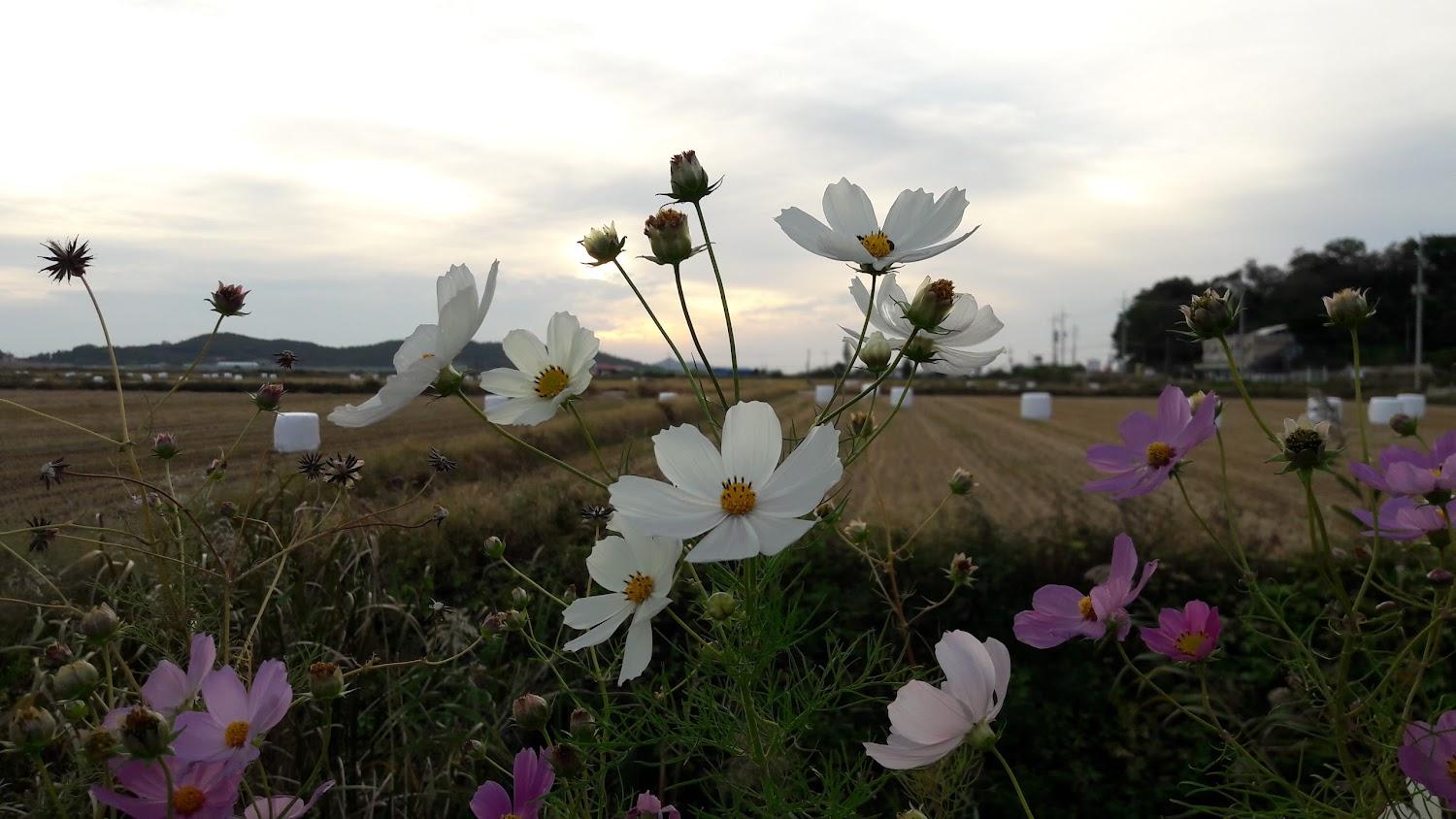 Cover Image for 드림비치펜션