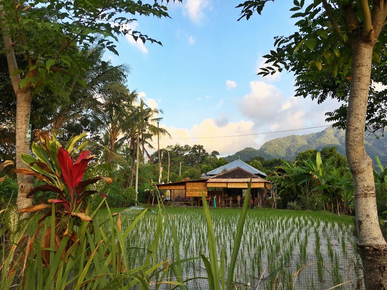 Cover Image for SunsetSala - Sudaji Bali