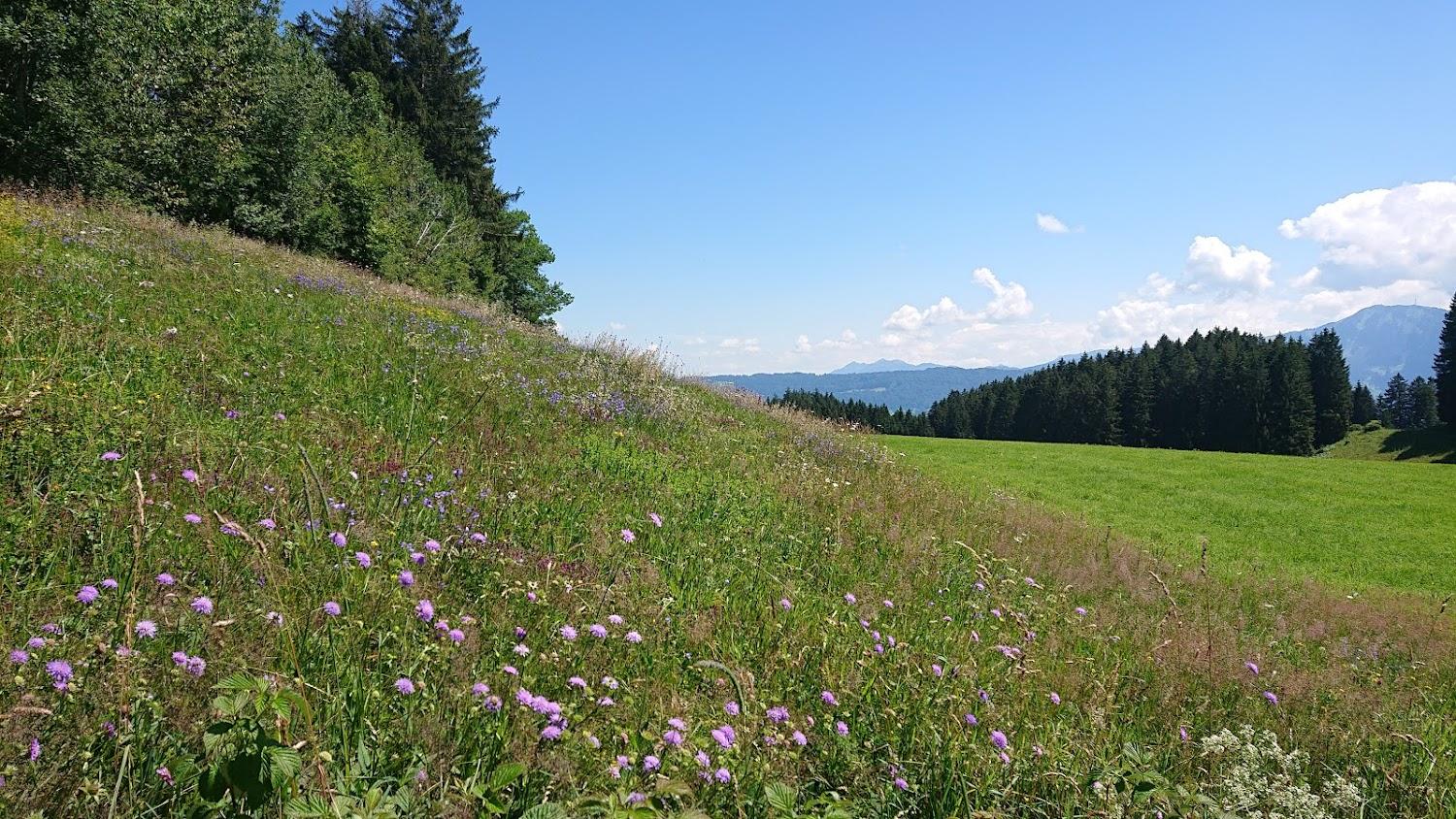 Cover Image for Haus Alpenhof