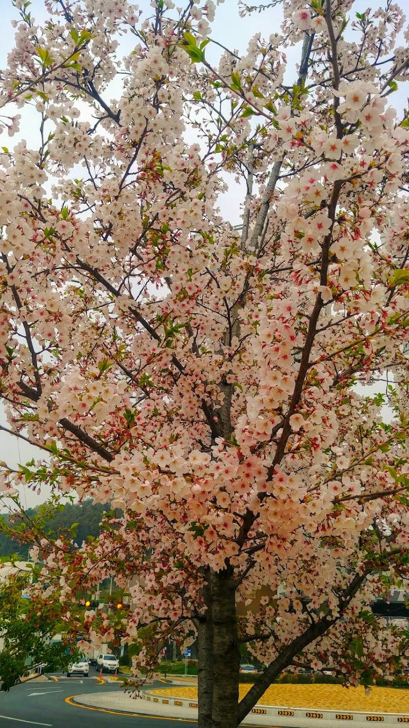Cover Image for 센츄리모텔