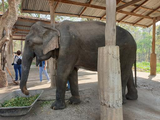 Cover Image for Sappraiwan Elephant Resort & Sanctuary ทรัพย์ไพรวัลย์รีสอร์ท และศูนย์เรียนรู้ช้าง