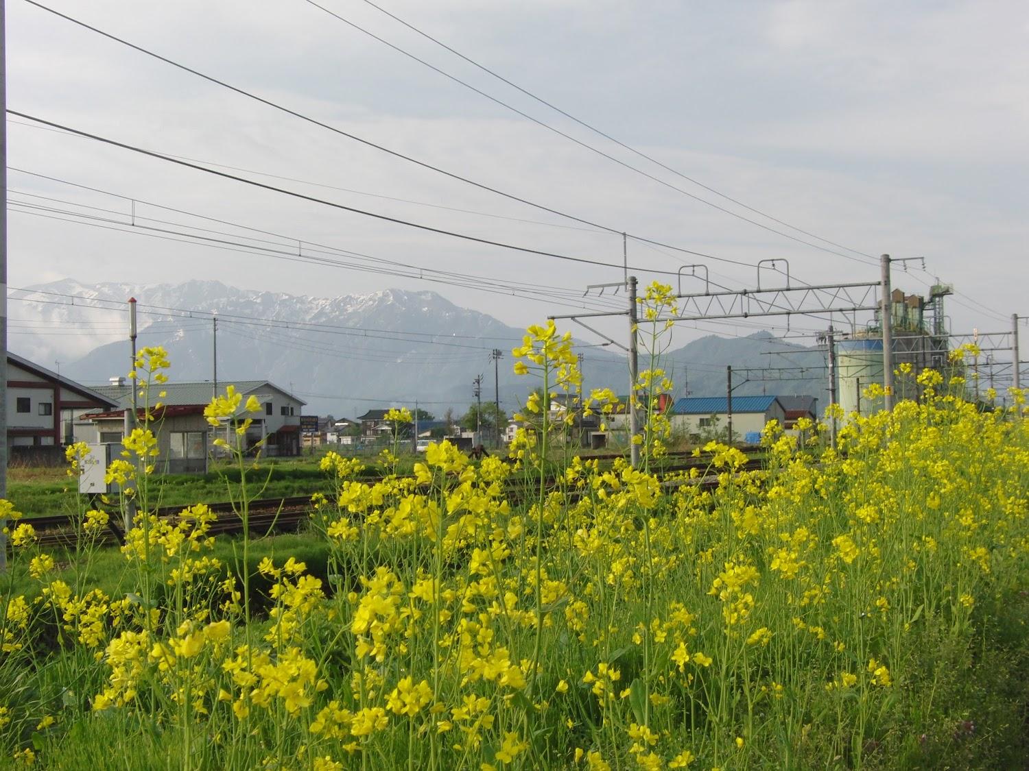 Cover Image for Irohatei