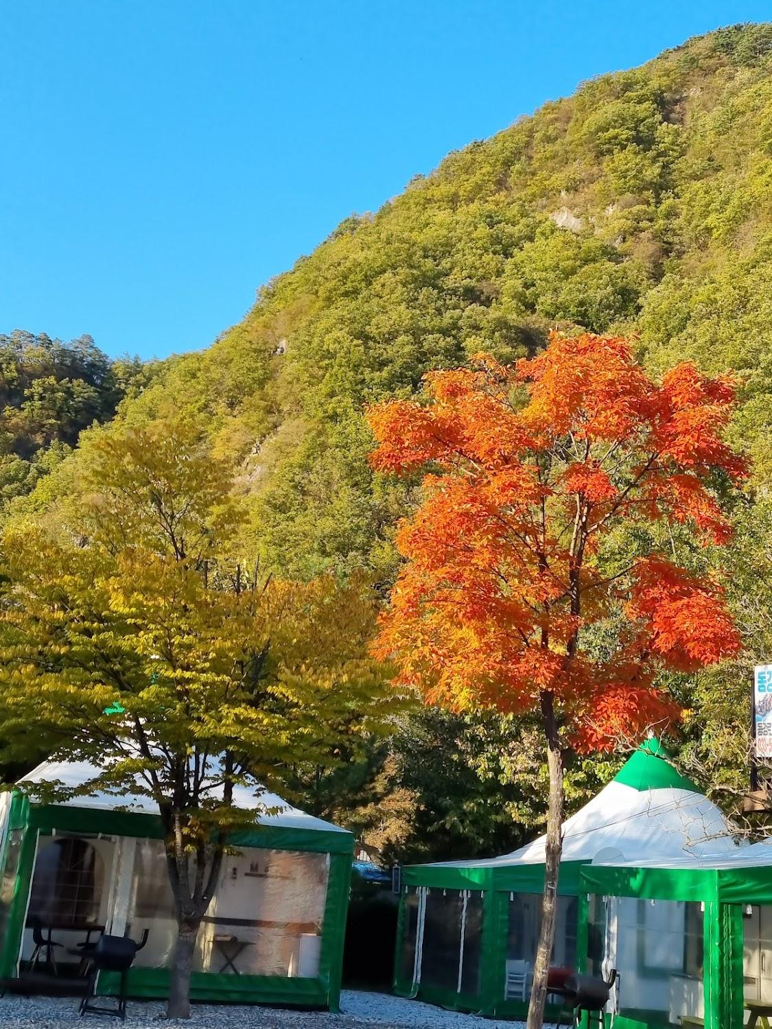 Cover Image for 정선 애 펜션