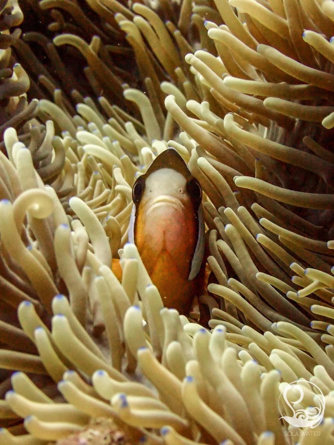 Cover Image for Oceans 5