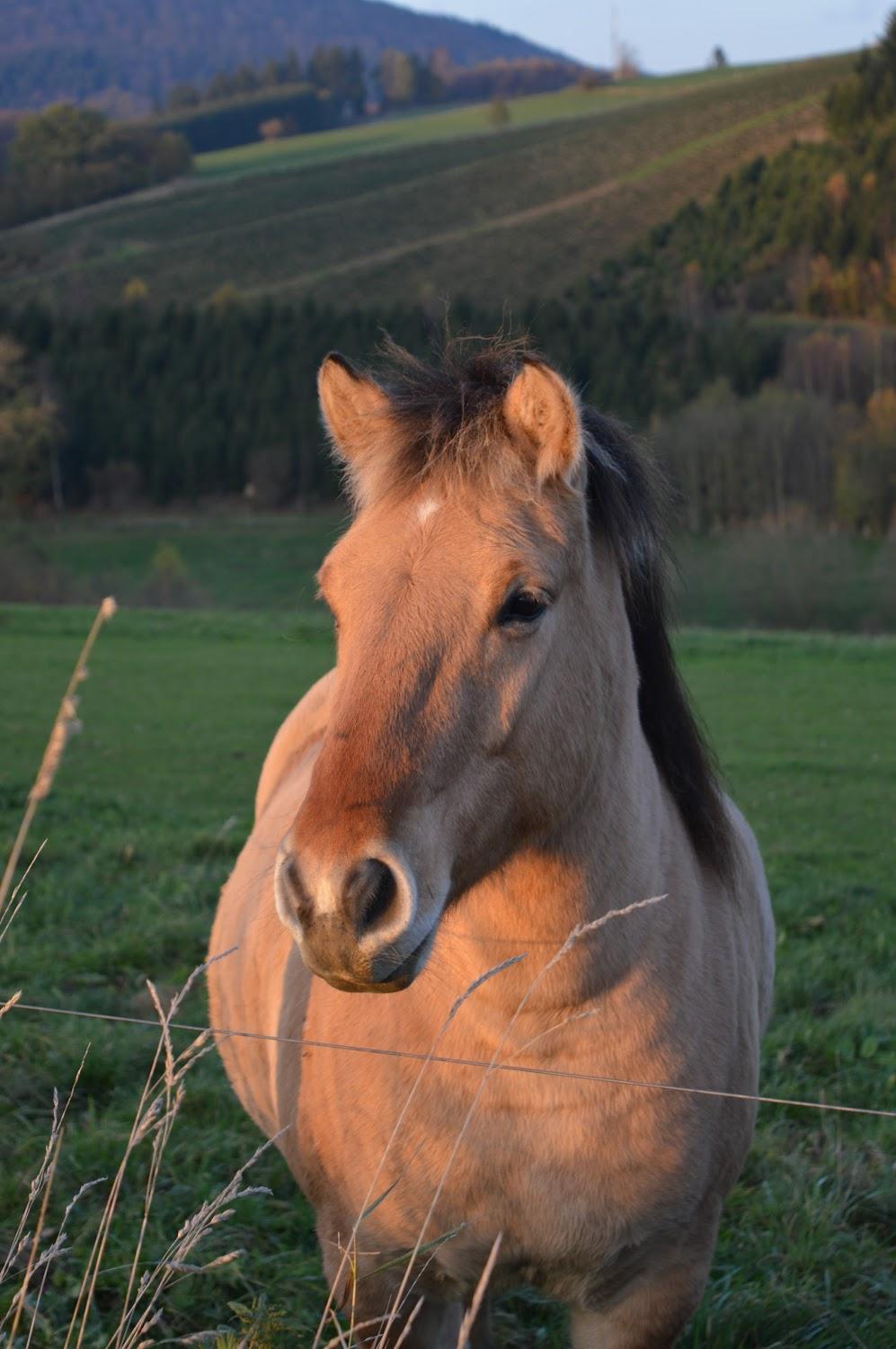 Cover Image for Riekeshof - your farm in the Sauerland