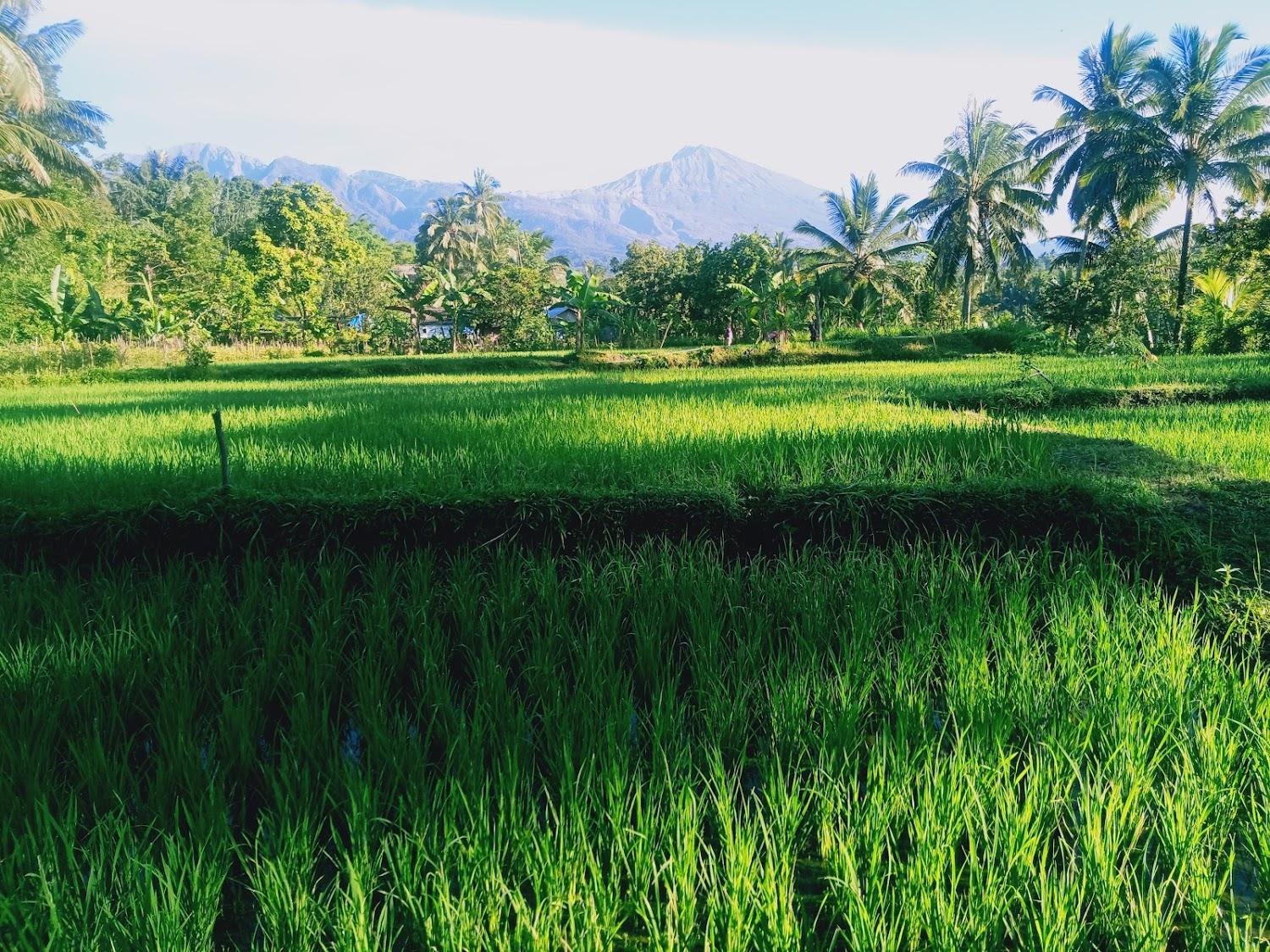 Cover Image for Coconut Homestay Tetebatu