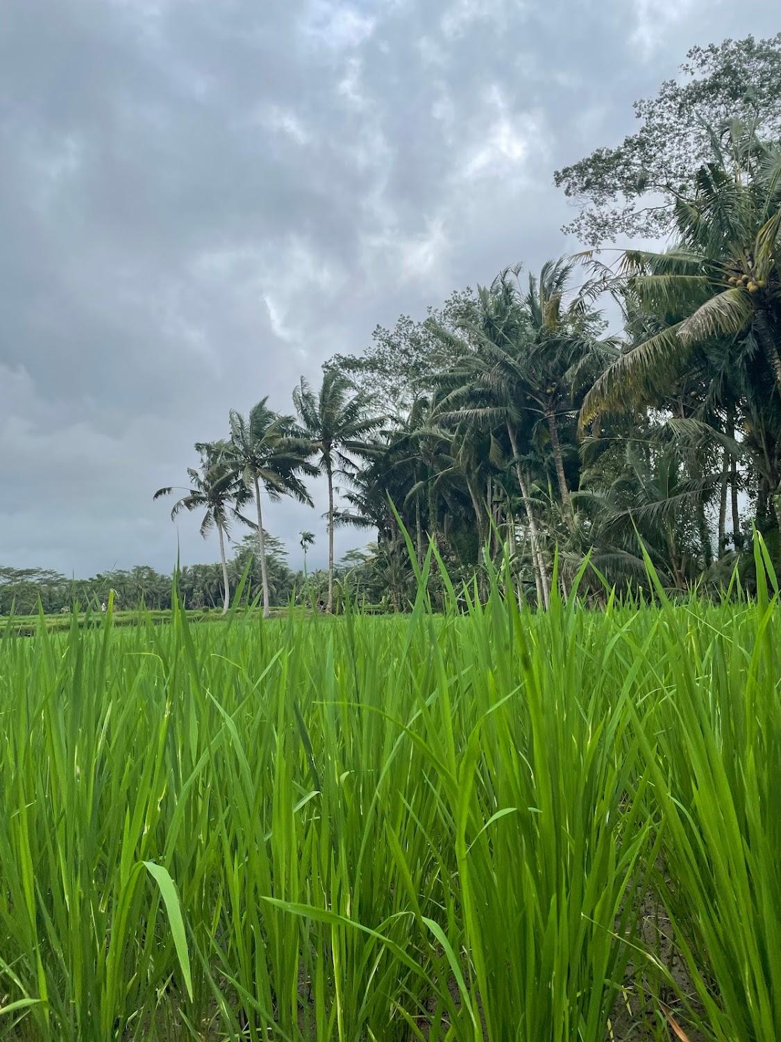Cover Image for Umadesa Ubud