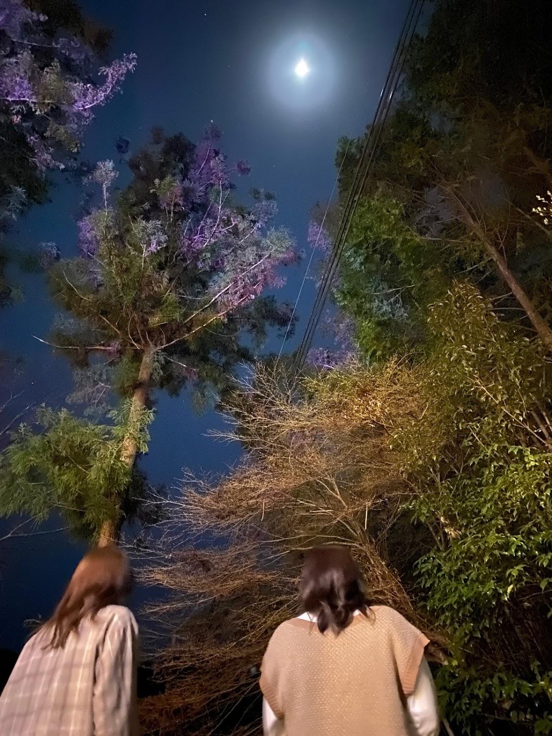 Cover Image for MUSIC FOREST