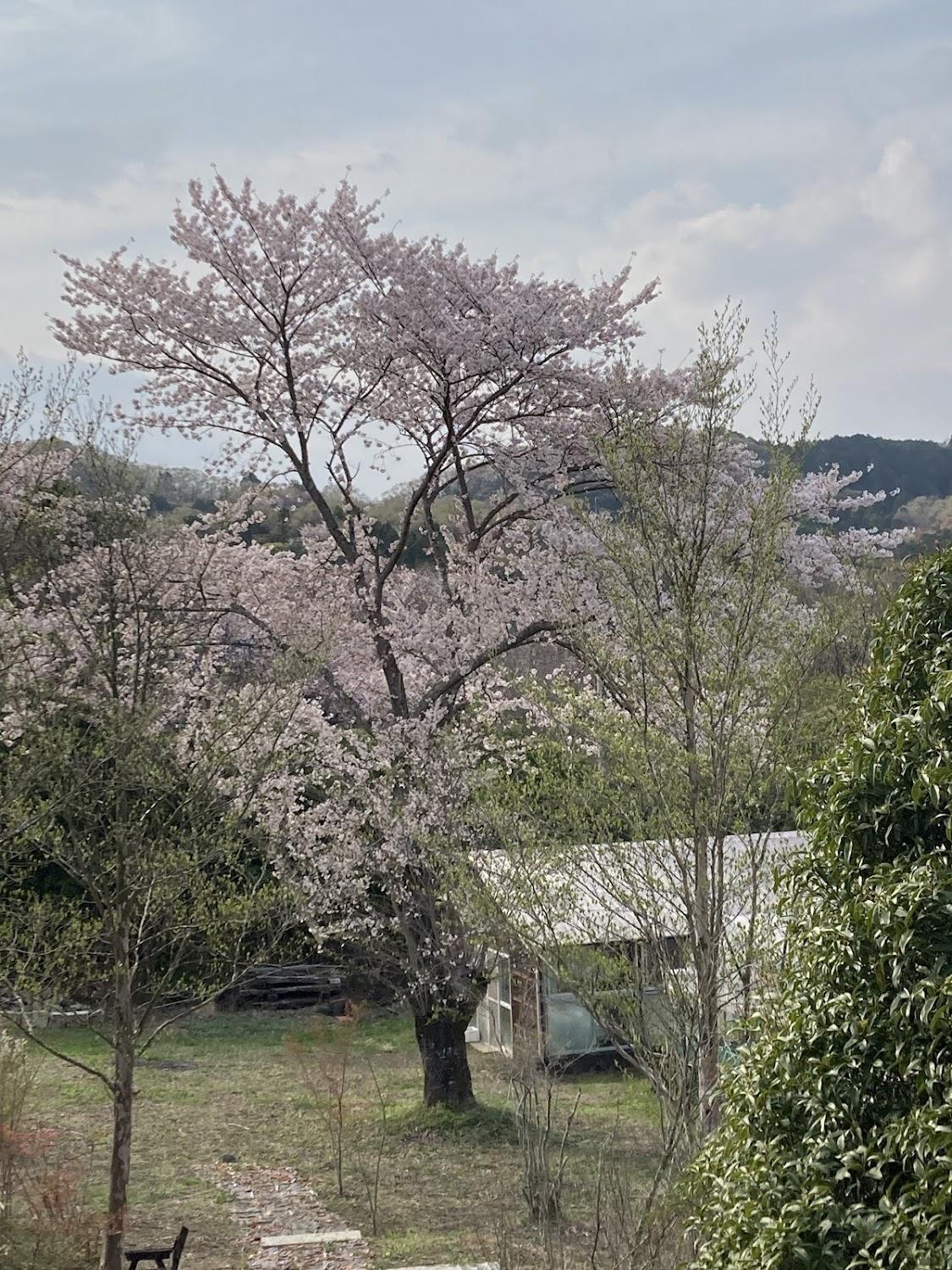 Cover Image for テラスしいの木（ペンションしいの木)