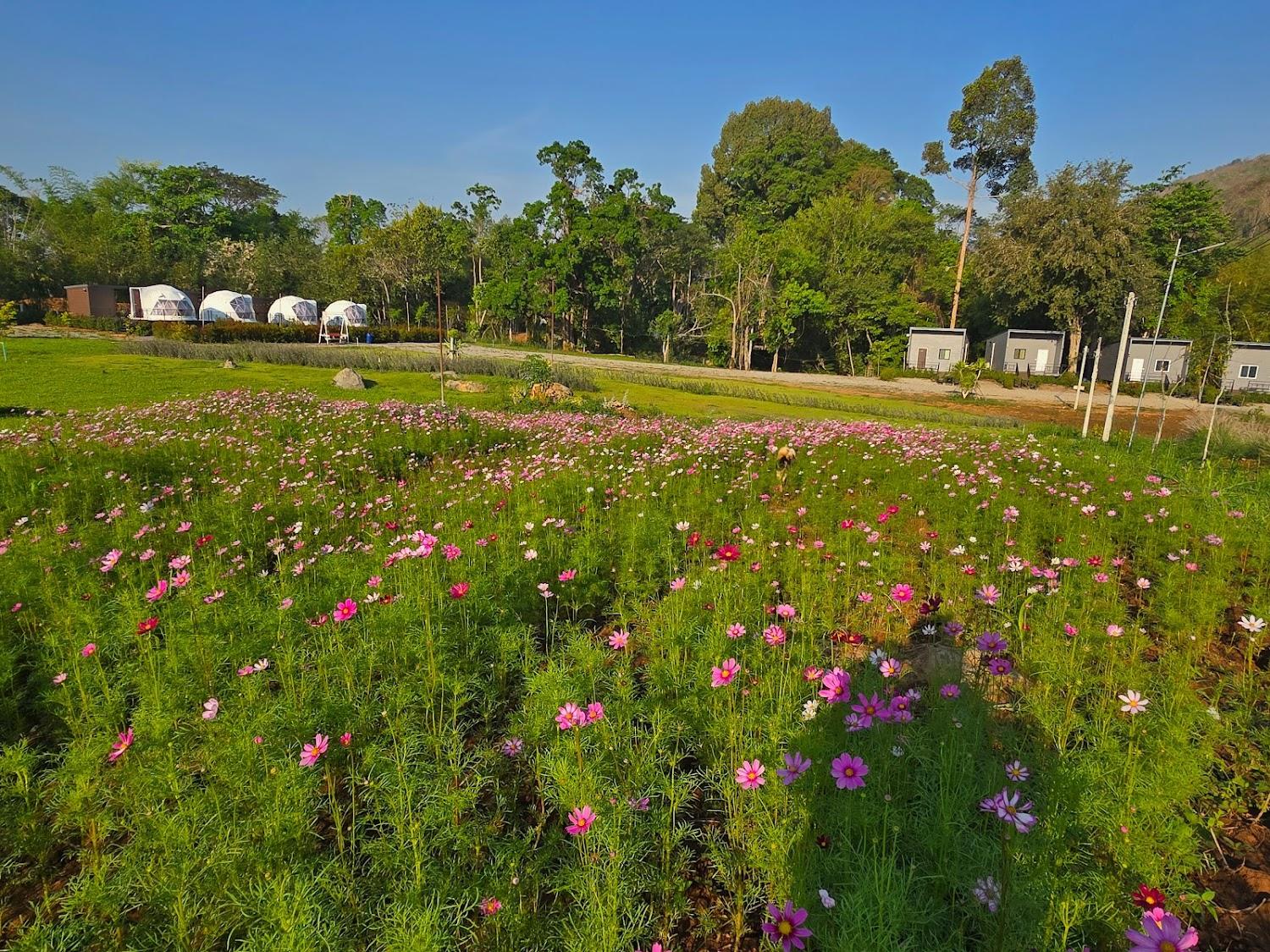 Cover Image for River hill khaoyai homestay & camping