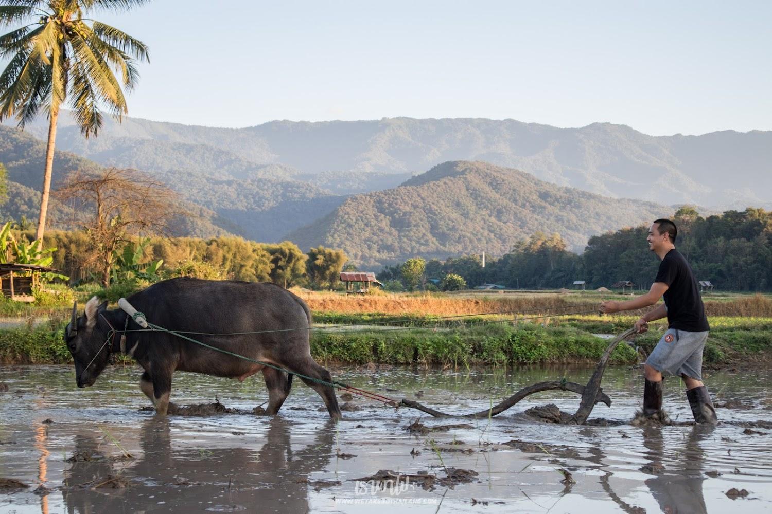 Cover Image for Daidib Daidee Pua Nan Thailand