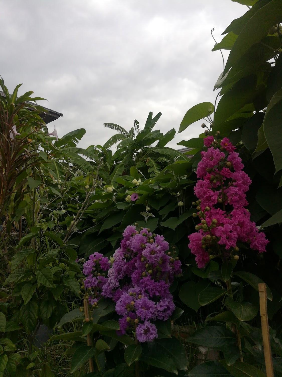Cover Image for Tao tee mee homestay