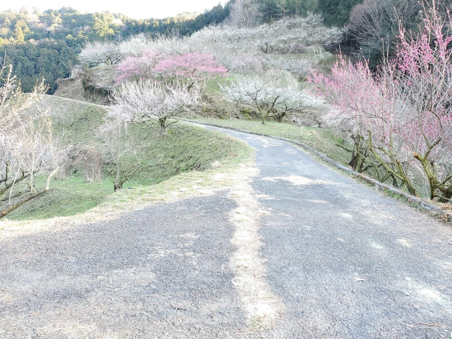 Cover Image for Otsuka Inn