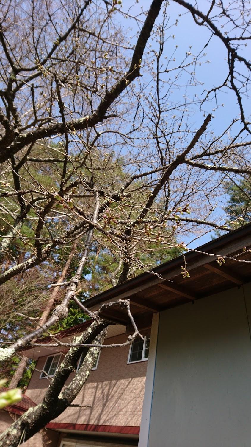 Cover Image for Wonderland Lodge