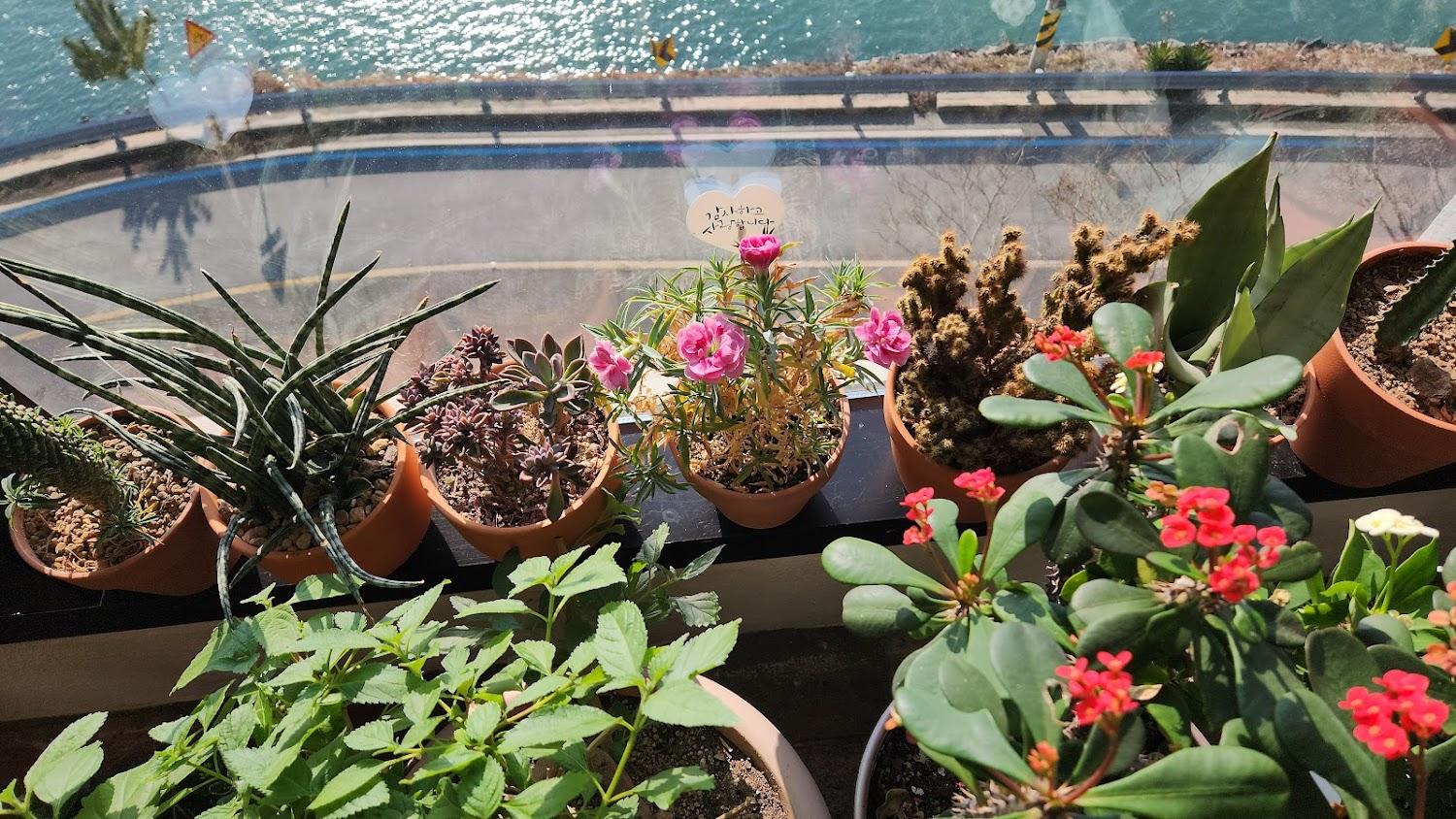 Cover Image for 낭도의아침